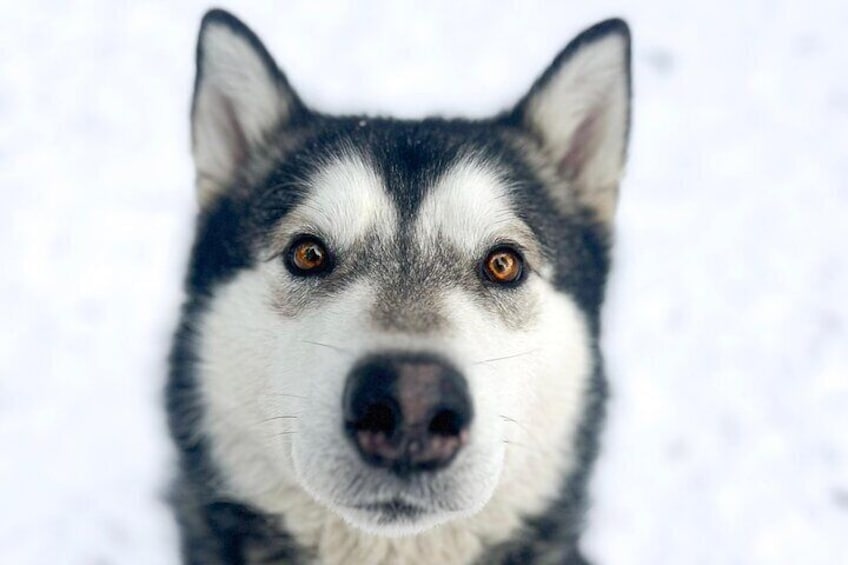 Private Sled Dogs Activity in Vidsel