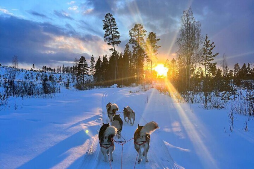 Private Sled Dogs Activity in Vidsel