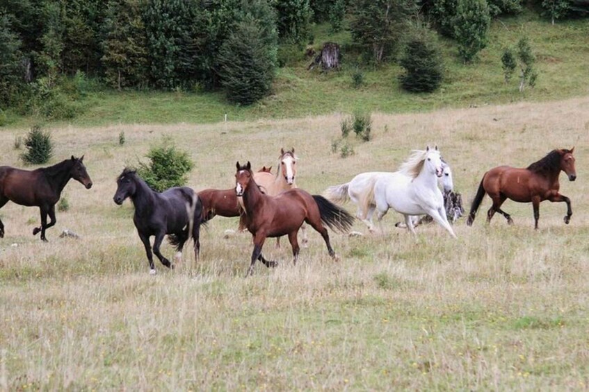 Picture 2 for Activity Pucon: Horseback Riding Tour with Waterfall Stop