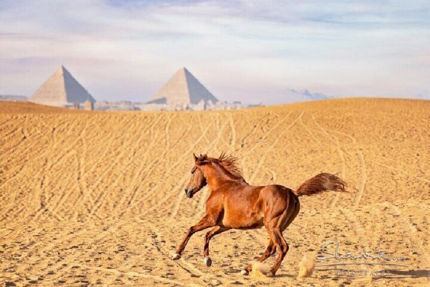  1 hour Horse Ride around Giza Pyramids