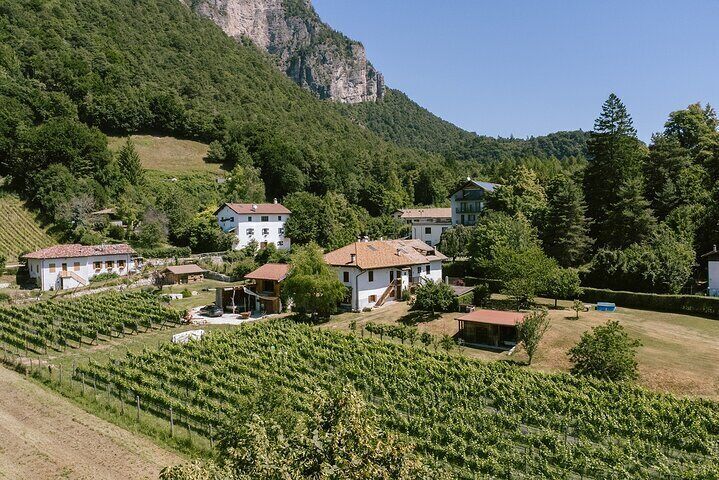 Visit of the vineyard on Mount Mezzocorona and tasting of 3 wines