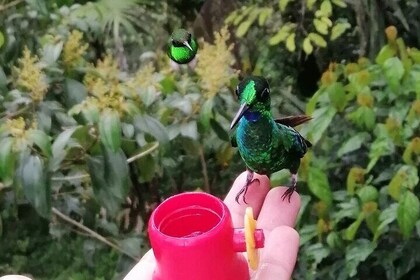 Tour of hummingbirds in Mindo (Pick-up And souvenir included )