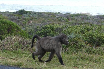 Cape of good hope and penguins small group Tours