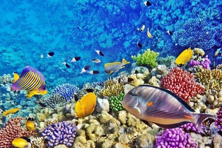 Blue Hole & Dahab Canyon Trip Camel Ride & Lunch –Sharm El Sheikh