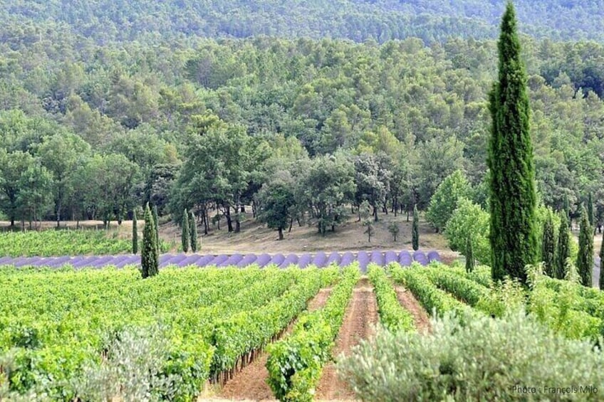 Private French Villages and Wine Tasting Tour from St. Tropez 