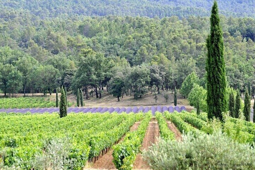 Private French Villages and Wine Tasting Tour from St. Tropez