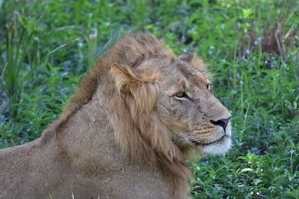 4 Days Mikumi and Udzungwa Mountains Safari Adventure