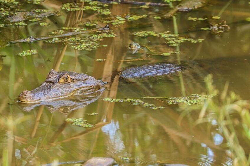 Cayman in the Gatun lake