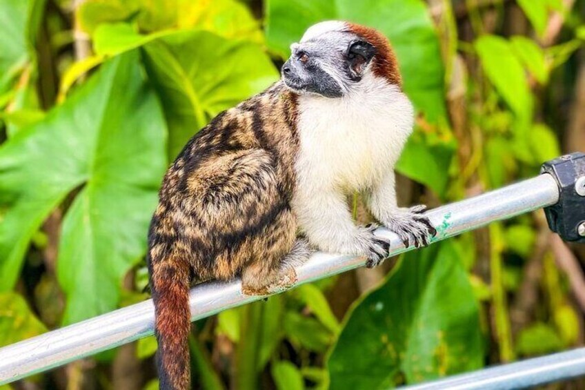 Geoffrey's Monkey 