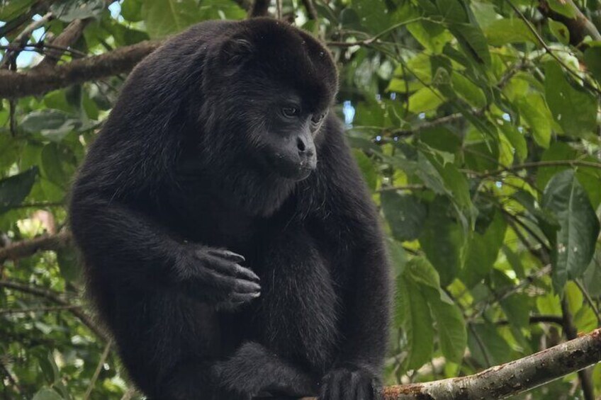 howler monkey