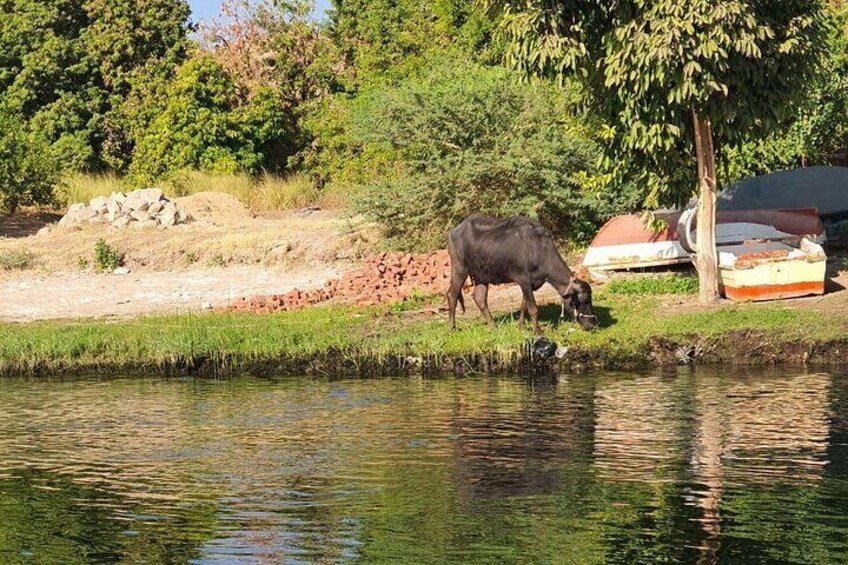 Private Trip to Nubian Village and Felucca Ride in Aswan