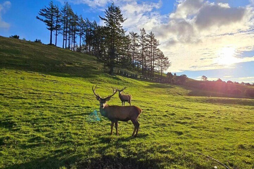 Two Days Guided Tour in Auckland and Rotorua