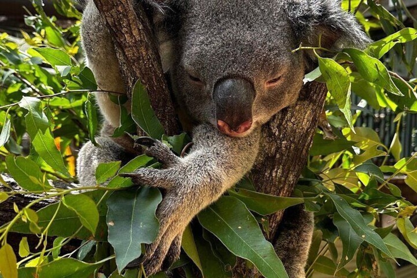 Daisy Hill Koala Centre