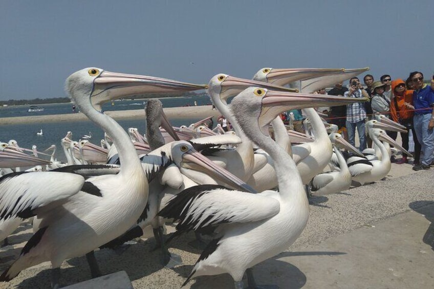 Hungry Pelicans at Charis Seafoods