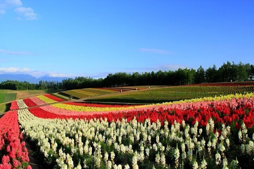 Hokkaido Furano Private Day Tour