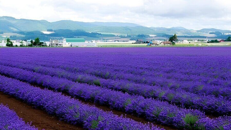 Hokkaido Furano and Biei Private Day Tou