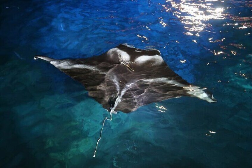 Honokohau Manta Ray Night Snorkel in KailuaKona, HI