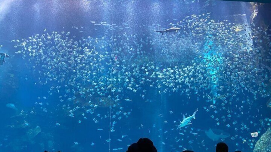 Xpark Aquarium, Gloria Outlets and Daxi Old Street with Tickets