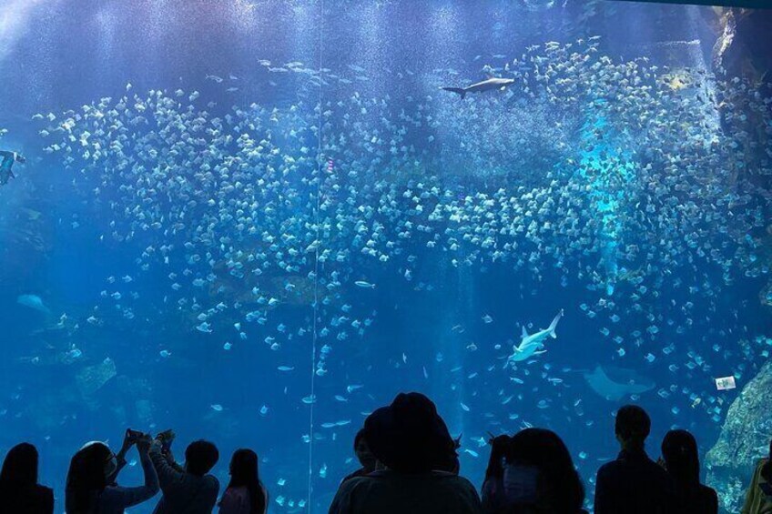 Xpark Aquarium, Gloria Outlets and Daxi Old Street with Tickets