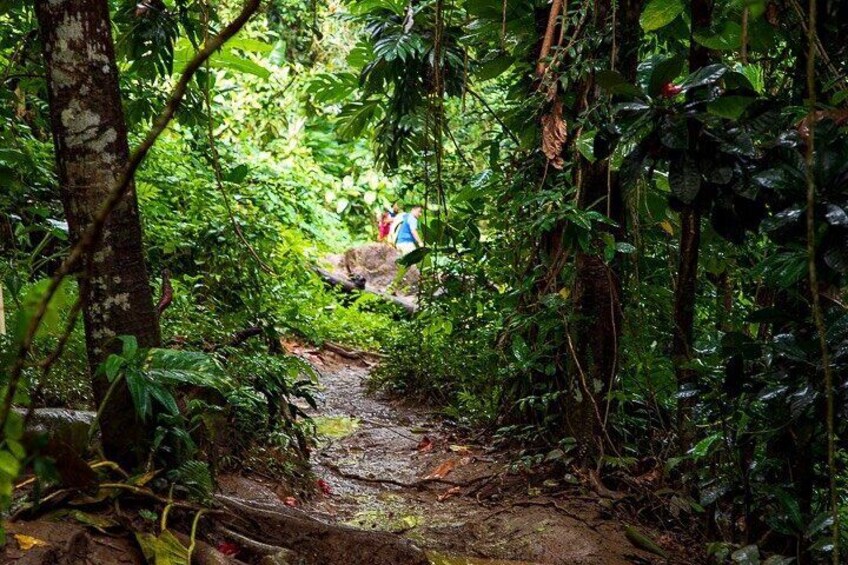 Private Rainforest Tour with Transportation from Dorado