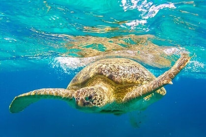Marsa Mubarak Snorkelling & Dive with Lunch & Transfer –Marsa Alam