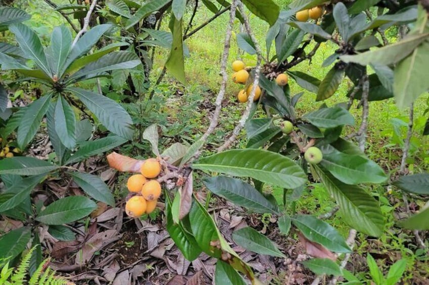 CHILDREN CAN ALSO CUT THEIR OWN FRUIT