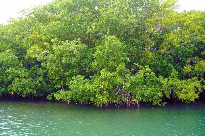 Mangrove tour 