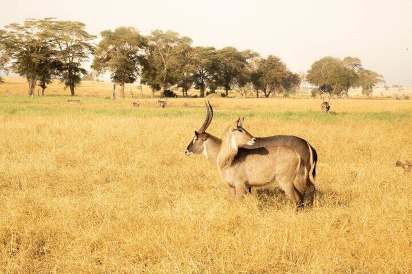 Two Days Tsavo East and Taita Hills Safari From Diani Beach