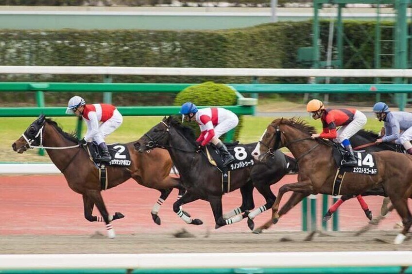 Tokyo Horse Racing and Gambling Tour