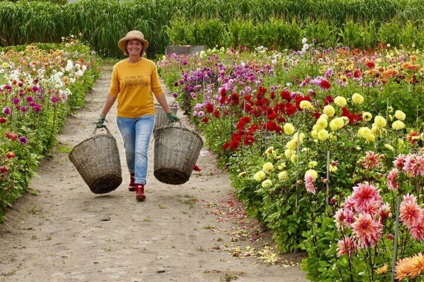 Working in the dahlia garden.