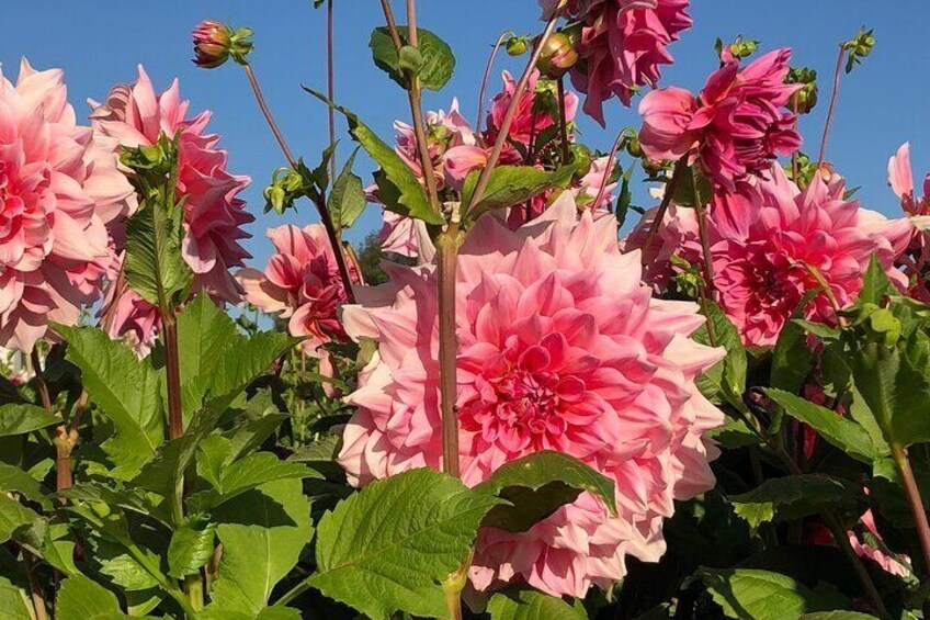 Large dahlia flowers.