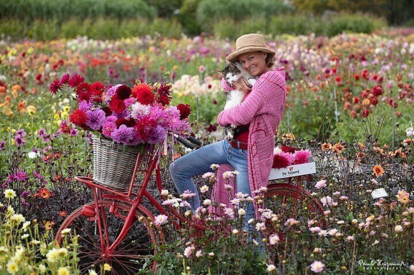 Dahlia show garden from mid-August to early October