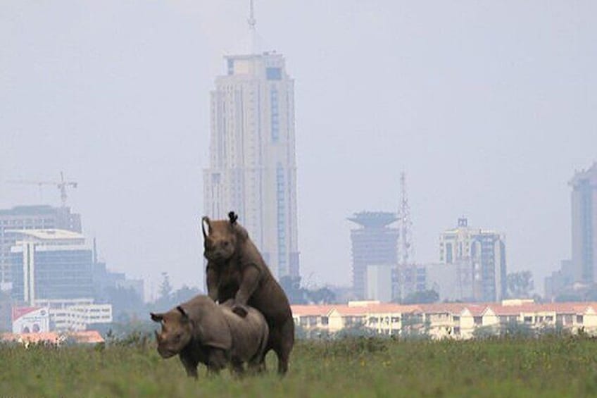 Evening Game Drive Nairobi National Park