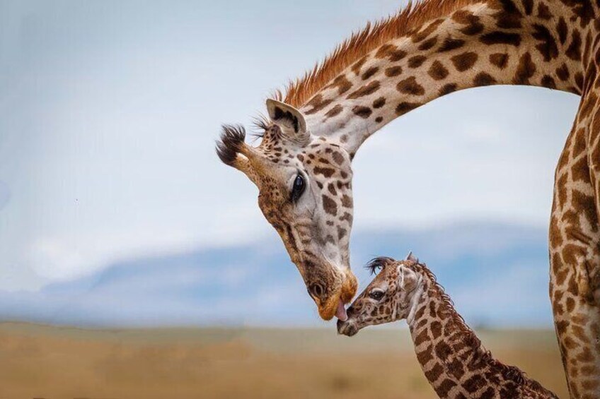 Private Half-Day Nairobi National Park in a Tour Van-Free Wi-Fi