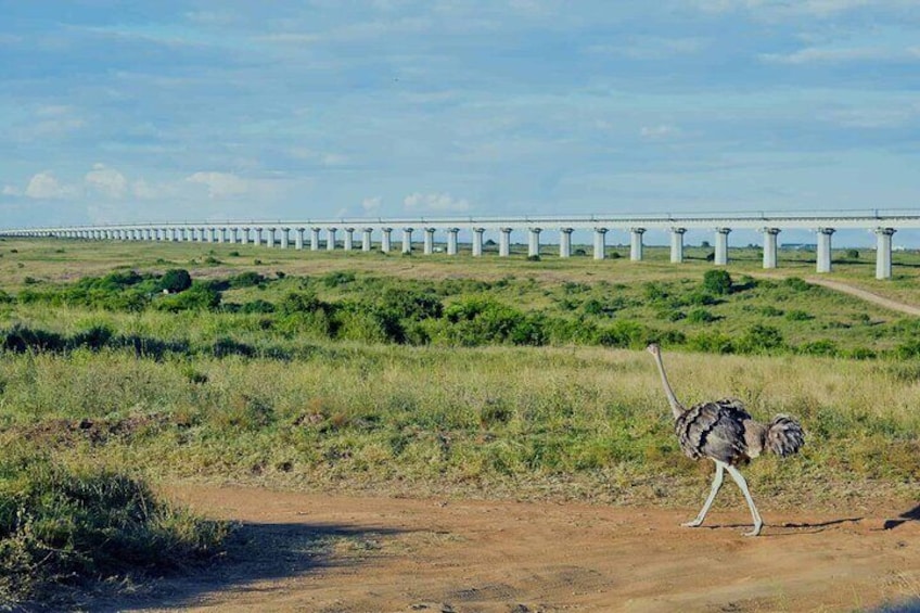 Evening Game Drive Nairobi National Park