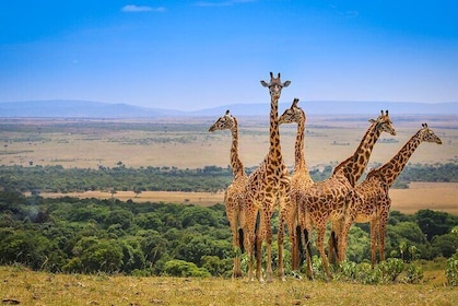 Private Half-Day Nairobi National Park in a Tour Van-Free Wi-Fi