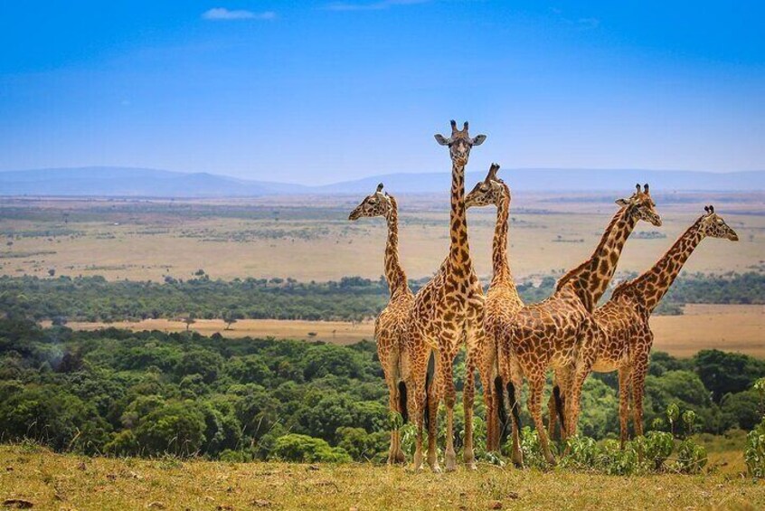 Evening Game Drive Nairobi National Park