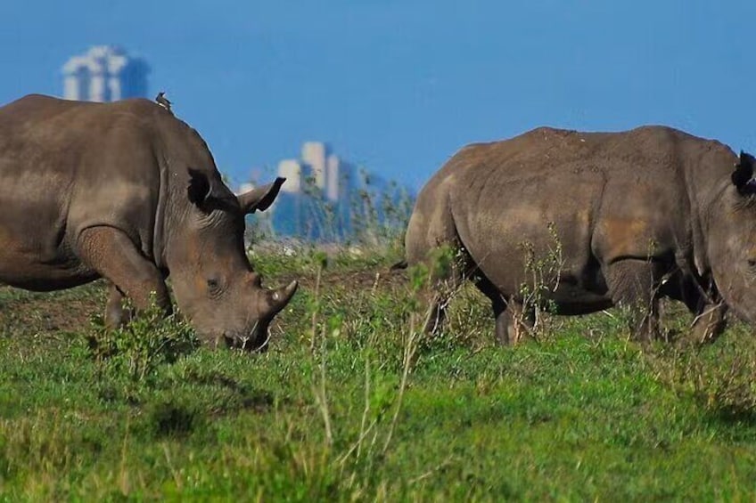 Evening Game Drive Nairobi National Park