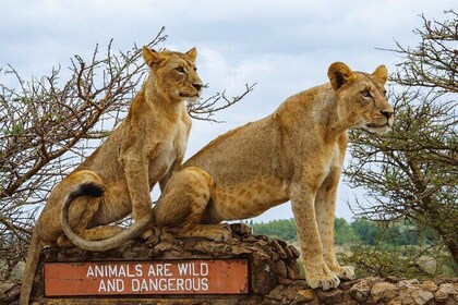 Privat halvdagstur i Nairobi National Park: Gratis WiFi-forbindelse
