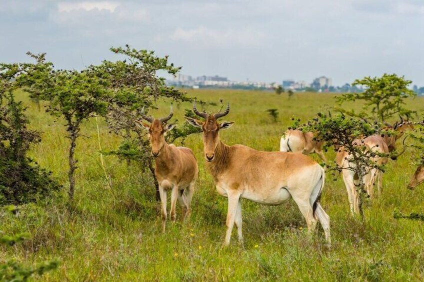 Evening Game Drive Nairobi National Park