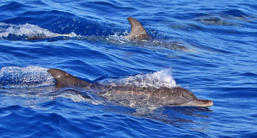 Picture 7 for Activity Tenerife: Whale Watching Boat Tour with a Marine Biologist