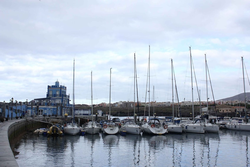 Picture 5 for Activity Tenerife: Whale Watching Boat Tour with a Marine Biologist