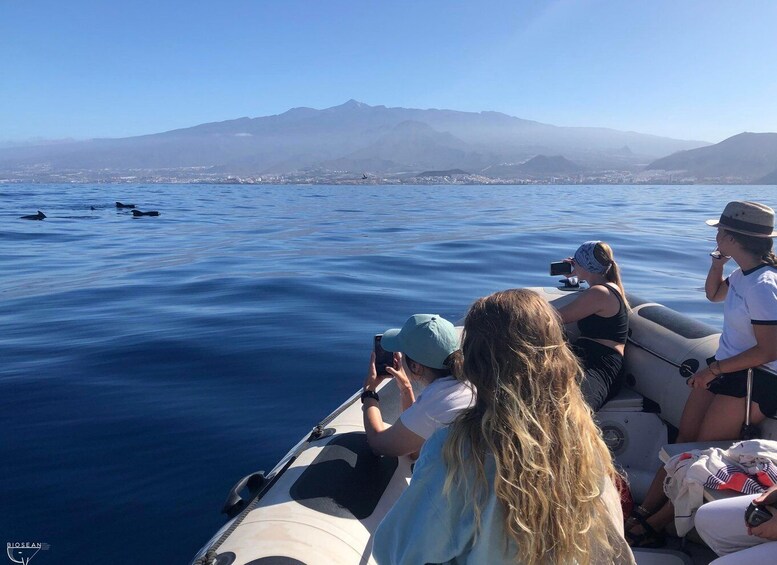 Picture 1 for Activity Tenerife: Whale Watching Boat Tour with a Marine Biologist