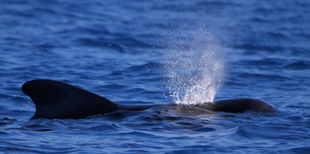 Picture 3 for Activity Tenerife: Whale Watching Boat Tour with a Marine Biologist