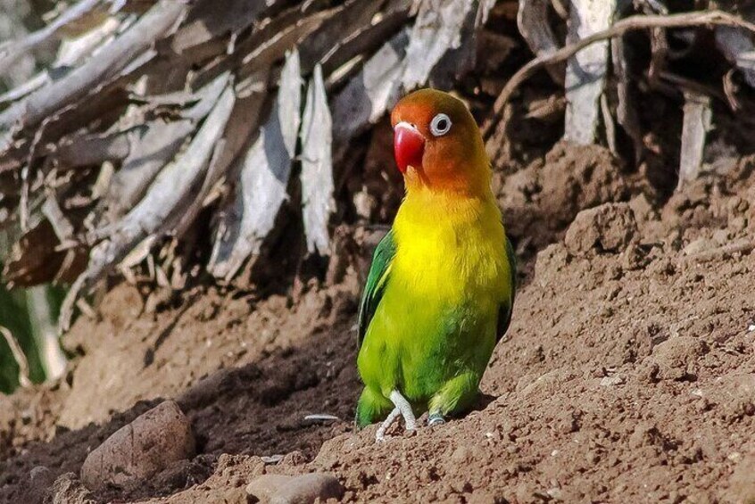 Discover the Tricao Park Aviary in a Full Day