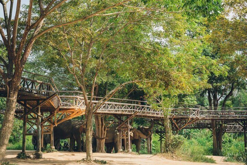 Samui Elephant Kingdom Ethical Sanctuary and Skywalk Tour