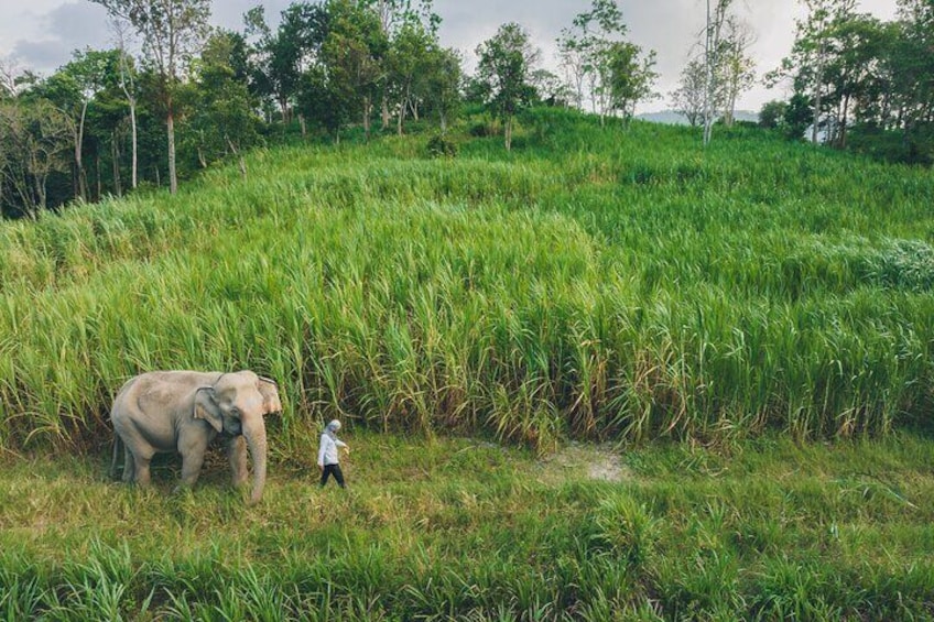 Samui Elephant Kingdom Ethical Sanctuary and Skywalk Tour