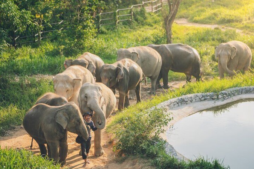 Samui Elephant Kingdom Ethical Sanctuary and Skywalk Tour