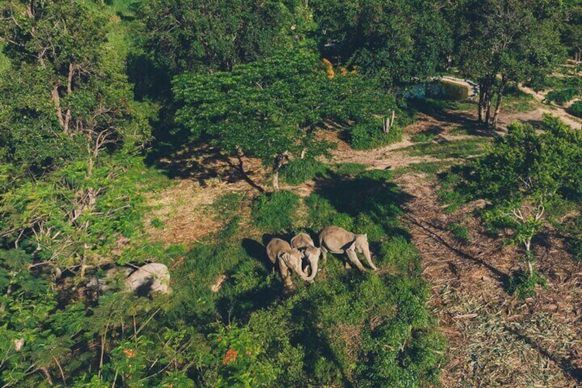 Samui Elephant Kingdom Ethical Sanctuary and Skywalk Tour