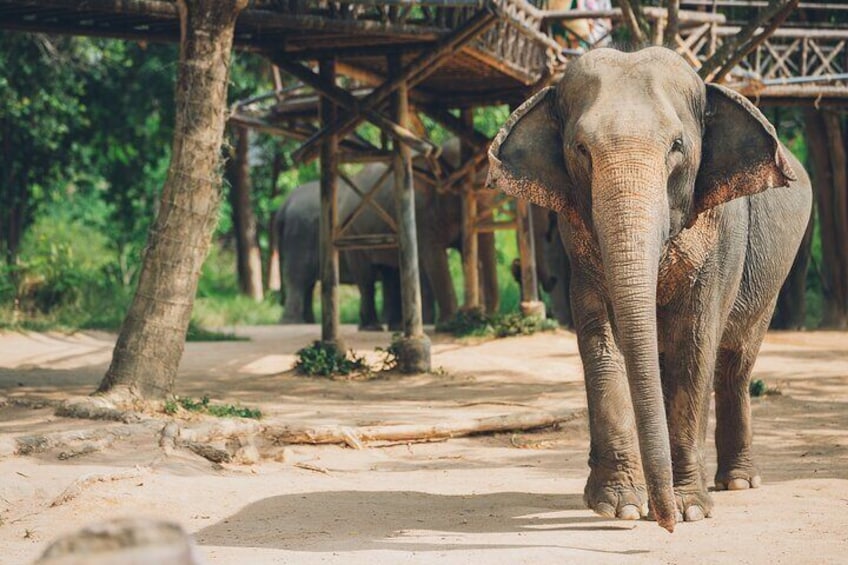 Samui Elephant Kingdom Ethical Sanctuary and Skywalk Tour